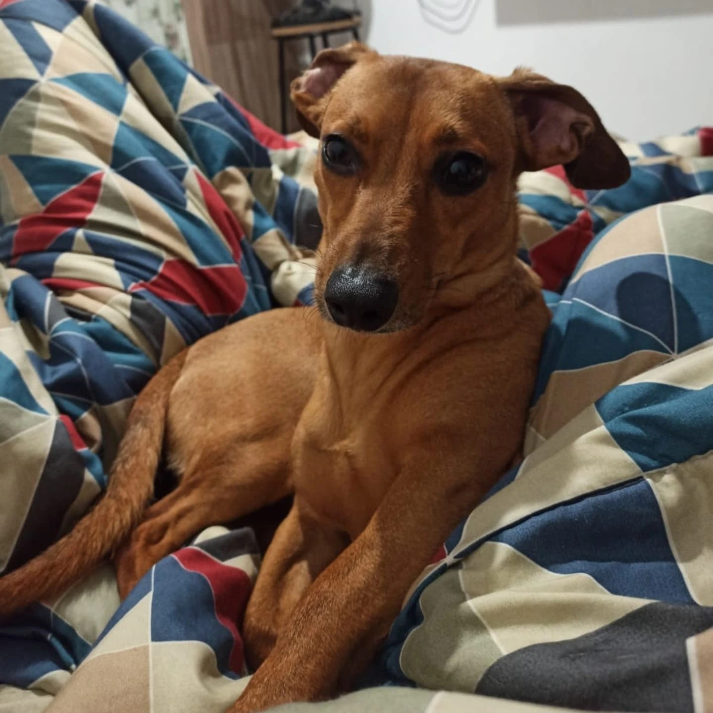 Foto do Lucky